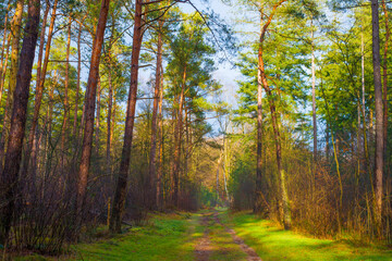 Forest in mist, fog, haze and sunbeams in winter, Lage Vuursche, Utrecht, Netherlands, January 11, 2025