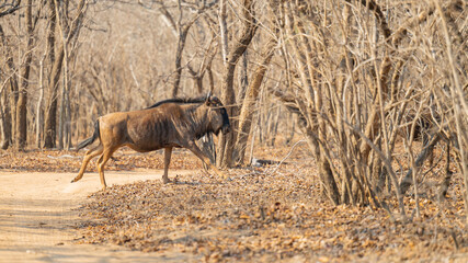 Afrikanische Tiere Streifengnu im Busch vom Krüger National Park - Kruger Nationalpark Südafrika