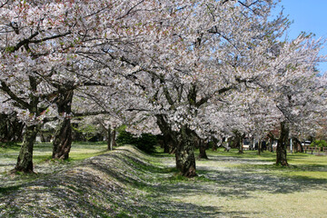 Fototapeta premium 村松公園の桜（新潟県・五泉市）