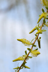 Golden Weeping Willow branch with flowers