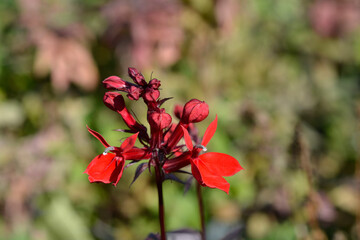 Lobelia Starship Scarlet flowers