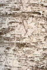 Pubescent birch bark detail