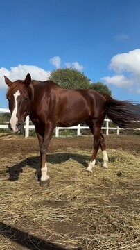 Beautiful brown horse in paddock or corral farm chewing hay on blue sky background. Bay horse eating in stable vertical video, Breeding horses