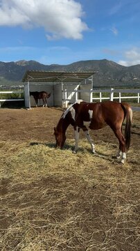Beautiful brown Chestnut Pinto horse in paddock or corral farm chewing hay on blue sky background. Bay Pinto pony eating in stable vertical video, Breeding horses