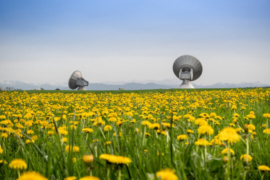 Meadow full of yellow dandelion flowers and satellite dish