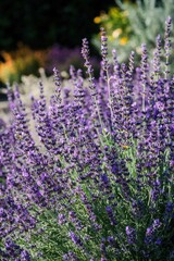 Naklejka premium Lavender flower field bathed in morning light showcasing vibrant purple blooms and lush greenery against a serene backdrop in high-definition detail