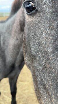 Vertical video of curious foal looking at camera. Beautiful dark horses is in corral farm on blue sky background. Animal care. Grey black color Purebred horses head close up