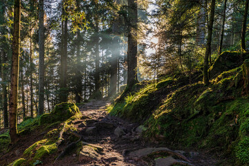 Scenic forest trail in the Black Forest, Germany with sunlight filtering through trees