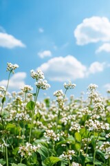 Fototapeta premium Buckwheat flowers bloom vibrantly against a clear blue sky in a lush meadow, creating a picturesque and joyful landscape