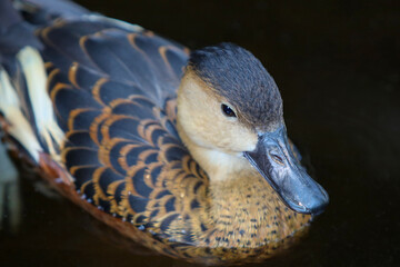 close up of lesser whistling duck swimming in the pond