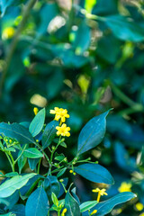 Flora en un parque al aire libre.