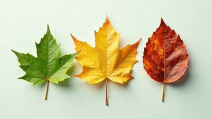 Obraz premium A Serene Display of Autumnal Foliage Three Leaves in Progression from Vibrant Green to Golden Yellow and Deep Reddish Brown on a Soft, Pale Background