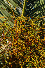 Fototapeta premium Ramas de Palmera en un parque al aire libre.