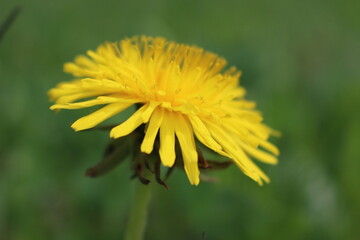 yellow flower