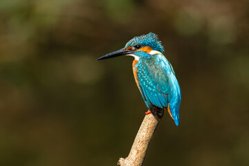 Common kingfisher (Alcedo atthis) during on branch tree for diving into water eating fish at the river.Kingfisher fishing and hunting perching on a twig.Nature animal wildlife concept.