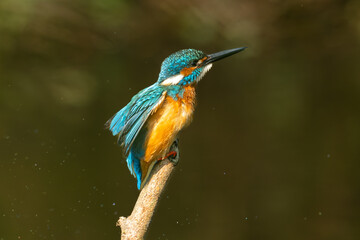 Fototapeta premium Common kingfisher (Alcedo atthis) during on branch tree for diving into water eating fish at the river.Kingfisher fishing and hunting perching on a twig.Nature animal wildlife concept.