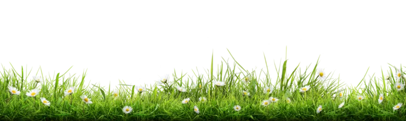 A vibrant, fresh spring green grass lawn edge border, adorned with daisy flowers isolated out against a transparent background. 