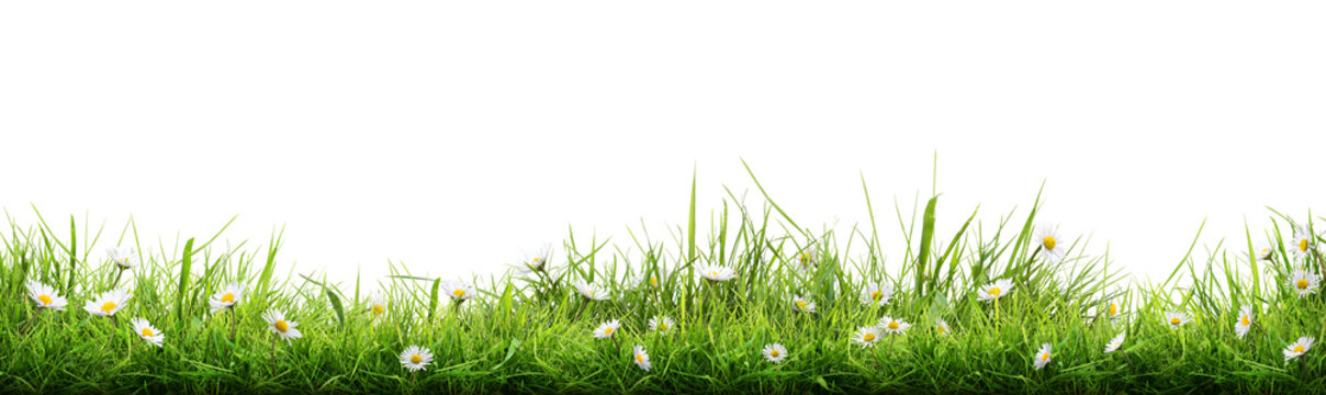 A vibrant, fresh spring green grass lawn edge border, adorned with daisy flowers isolated out against a transparent background.
