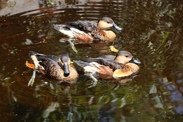 group of lesser whistling ducks swimming in the pond