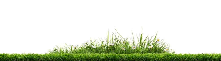 A bright green grass short cut lawn edge border with daisy flowers growing in an isolated patch of uncut grass against a transparent background.