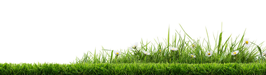 A bright green grass cut lawn edge border with daisy flowers growing in an isolated patch of uncut grass against a transparent background.
