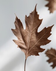 Fototapeta premium Close Up Macro of Dry Brown Leaf with Veins
