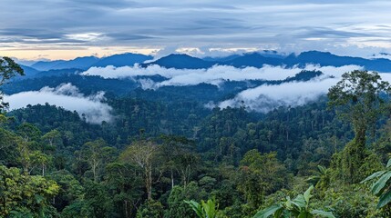 Obraz premium Rolling hills of forest blanketed by dense clouds at sunrise.