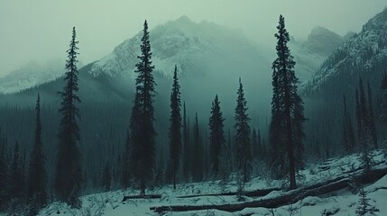 Scenic panorama of pine trees immersed in morning fog.