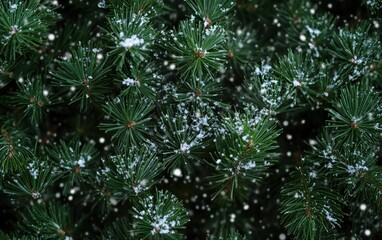 Obraz premium Close-up of Pine Needles Sprinkled with Snow, Winter Festive Background.