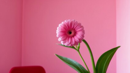 a single pink flower is in a vase on a table with a pink background and a green stem is in the foreground of the picture, and a pink wall is behind.
