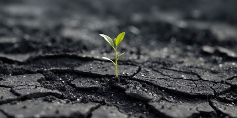 Seedling Emerging From Burned Earth After Fire