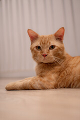 Close-up of tabby cat sleeping on bed at home