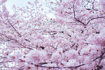 Fototapeta premium 桜