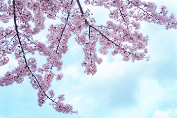 桜