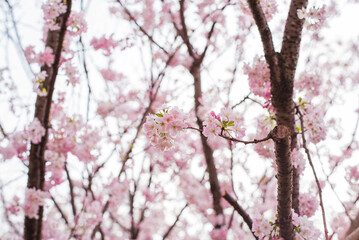 Fototapeta premium 桜