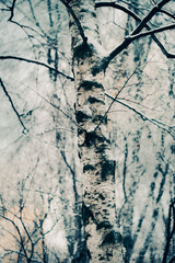 On a snowy winter's day, a beautiful white birch tree with a black and white pattern on its bark stands proudly in the grove. The beauty of nature is truly amazing in January.