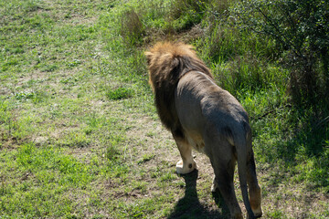 Lion Walking Grass Field Safari