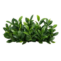 Lush green foliage, vibrant leaves, dense shrubbery, boxwood clipping, plant arrangement, natural greenery, isolated on transparent background.