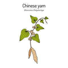 Chinese yam or cinnamon-vine (Dioscorea polystachya), edible and medicinal plant. Hand drawn vector illustration