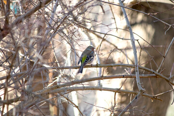 Female chaffinch (Fringilla coelebs) perched on tree branch. A finch among the branches. Bird, animal idea concept. Ornithology. Alone. Wildlife. 