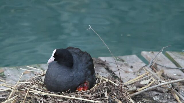 coot water bird in nest with newborn chicks lake garda