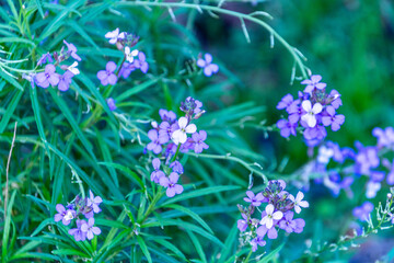 Flores violetas con hojas verdes de fondo.