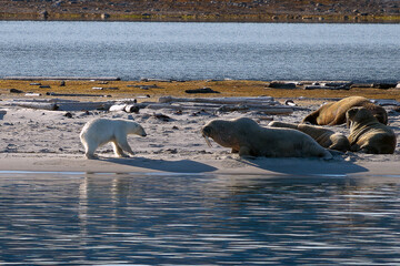 nez à nez ours blanc et morse