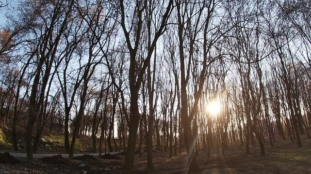 Sun peeking through the trees