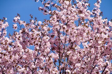 桧原の一本桜・山桜・裏磐梯（福島県・北塩原村）