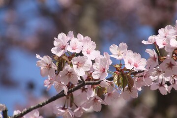 桧原の一本桜・山桜・裏磐梯（福島県・北塩原村） © Takezo