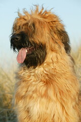 BERGER DE BRIE   BRIARD