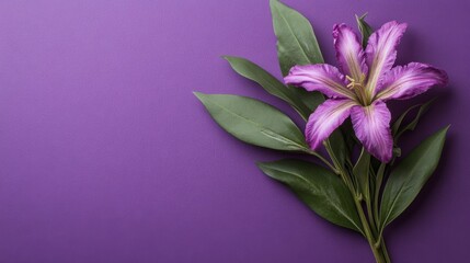 A vibrant purple flower with yellow accents lies on a rich purple background, accompanied by green leaves.