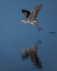 Obraz premium heron in flight