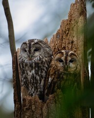owl